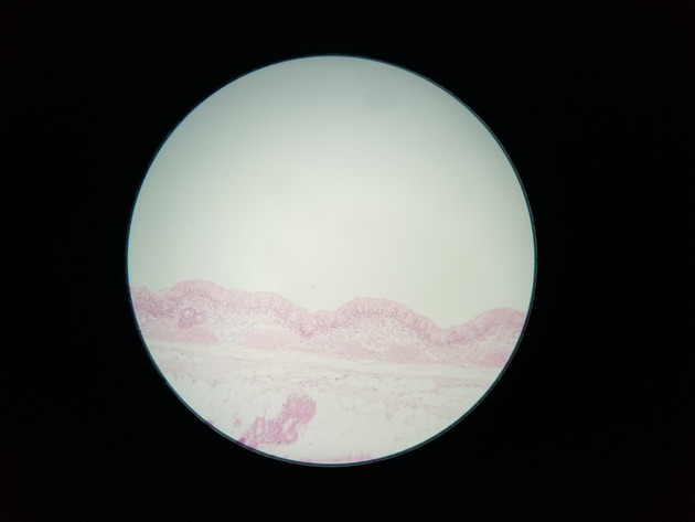 Pseudostratified Epithelium Slides - Pseudostratified Epithelium 02 100X